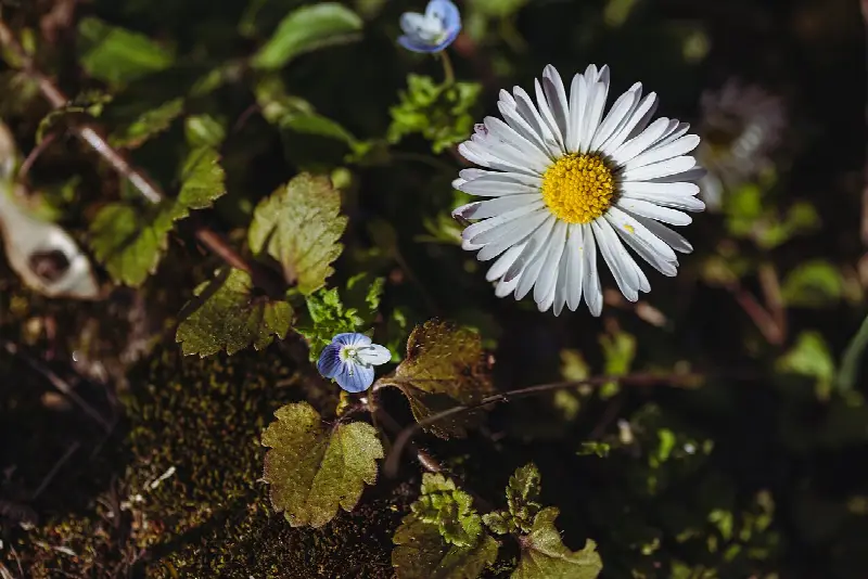 April birth flower: daisy