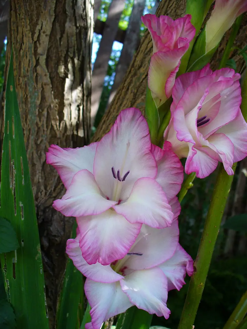 August birth flower: gladiolus