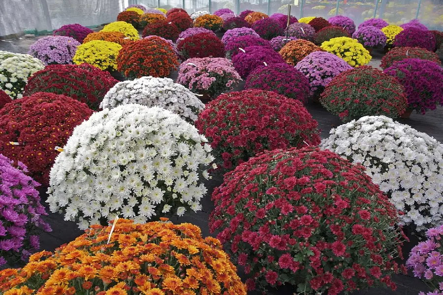 A real florist's chrysanthemum (Chrysanthemum × morifolium) in bloom