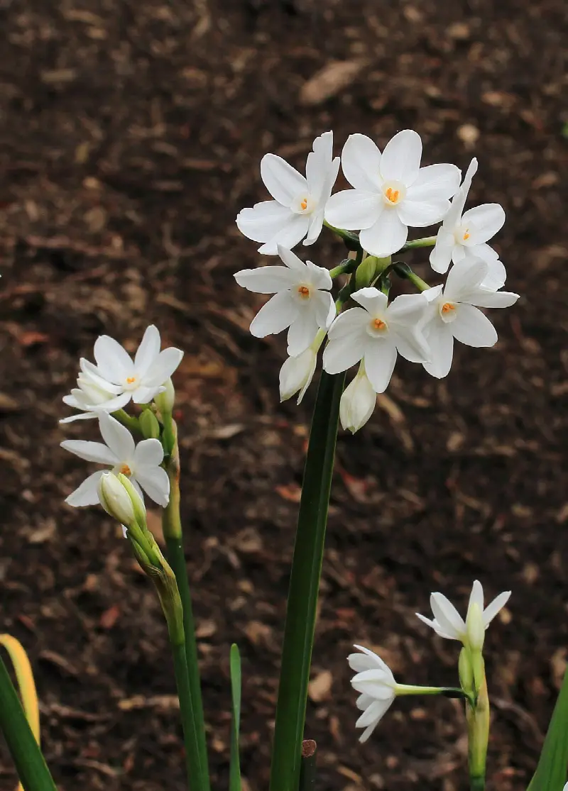 December birth flower: narcissus