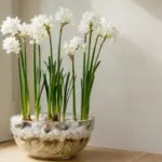 December birth flower paperwhite narcissus growing in a glass bowl of white pebbles (AI-generated image)