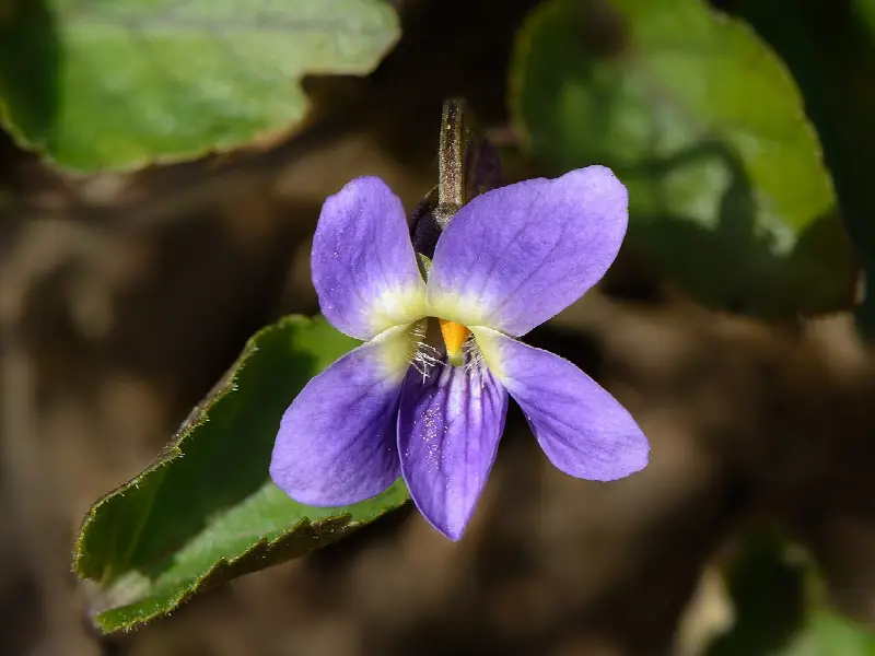 February birth flower: violet