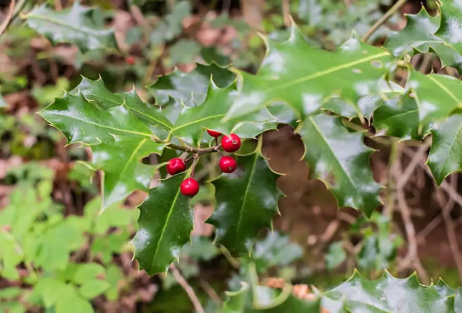 Real English holly (Ilex aquifolium) with spiny leaves and red berries