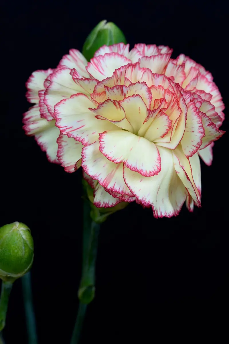 January birth flower: carnation