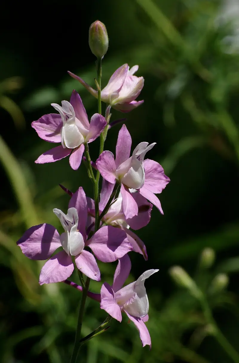 July birth flower: larkspur