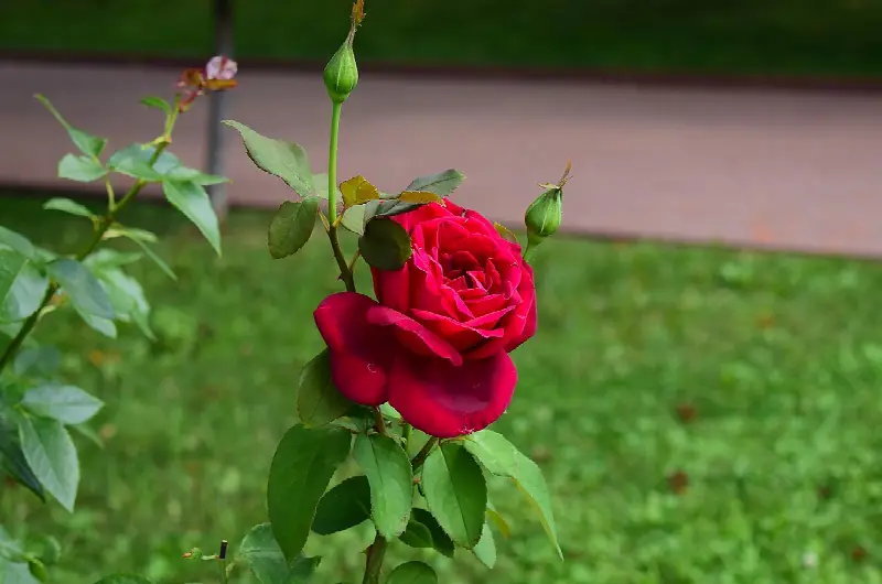 June birth flower: rose