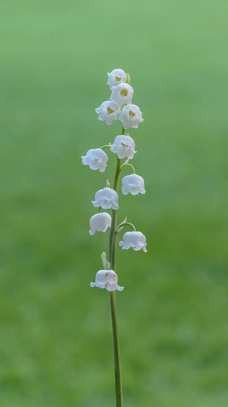 May birth flower: lily of the valley