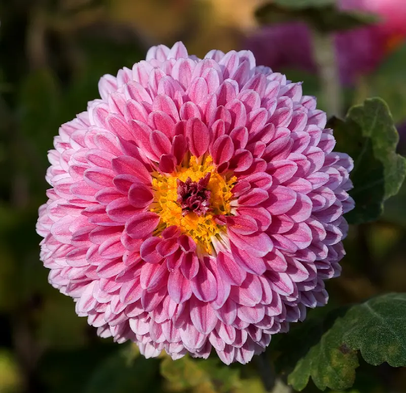 November birth flower: chrysanthemum