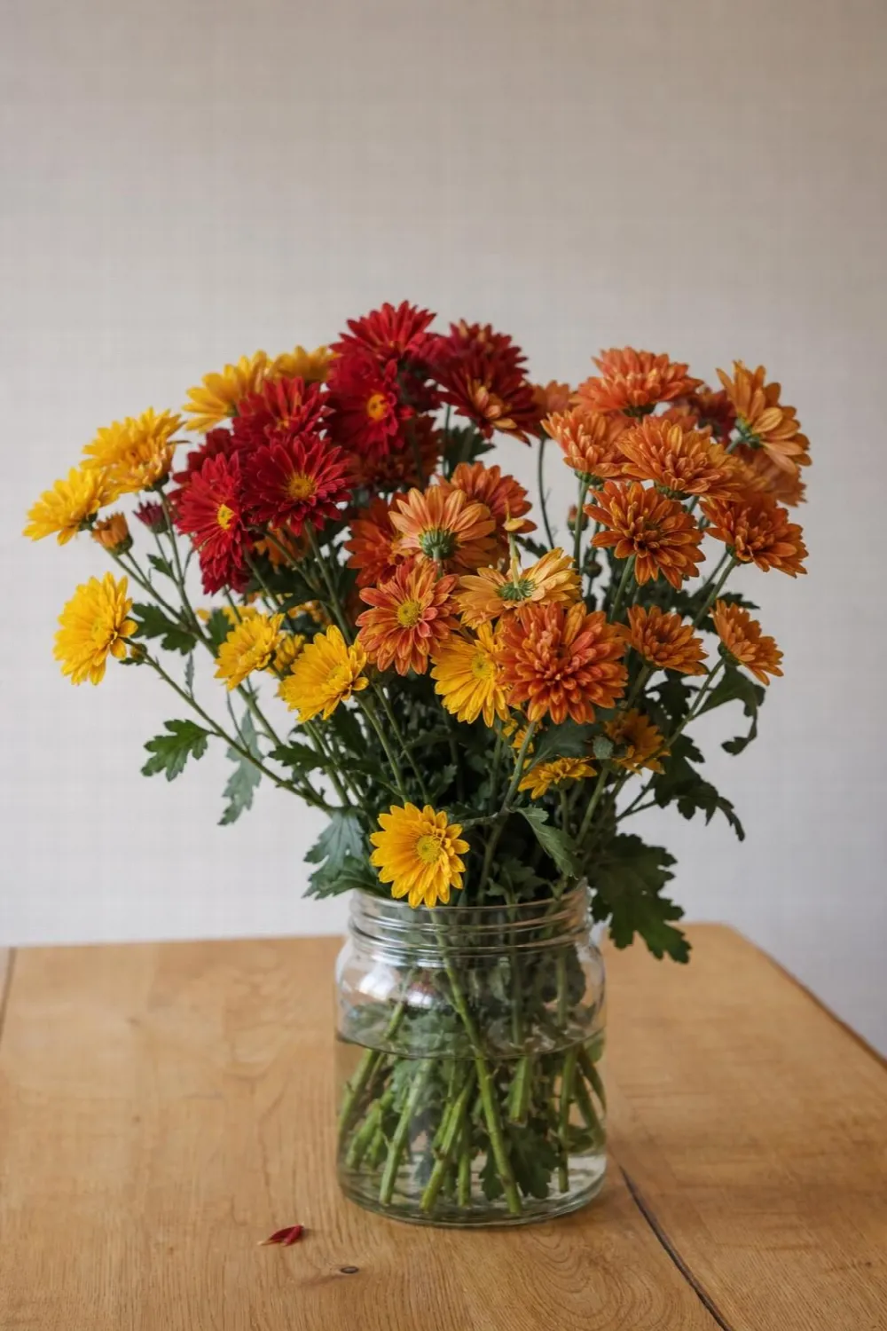 November birth flower: what your mum color really means, 1884 vs today