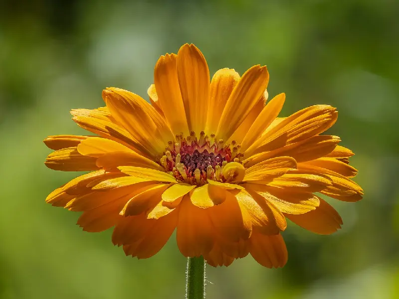 October birth flower: calendula