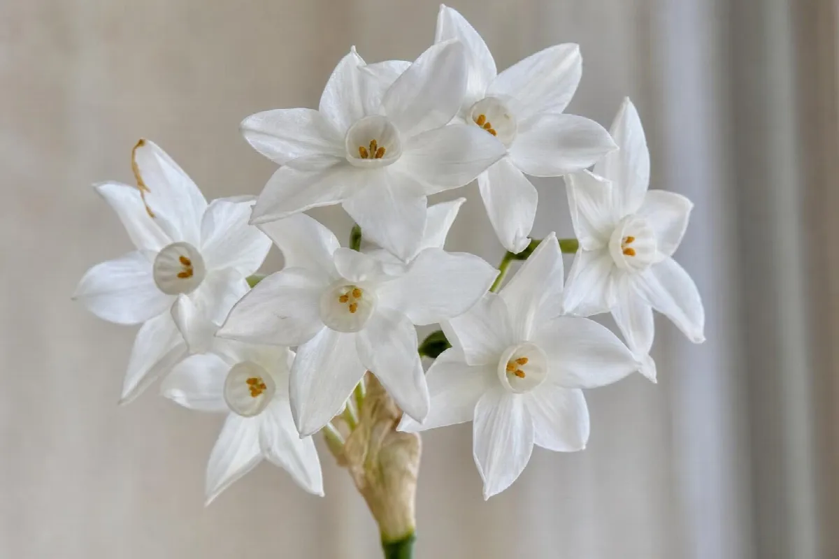 Close-up of a cluster of white paperwhite narcissus flowers with small white cups (AI-generated image)