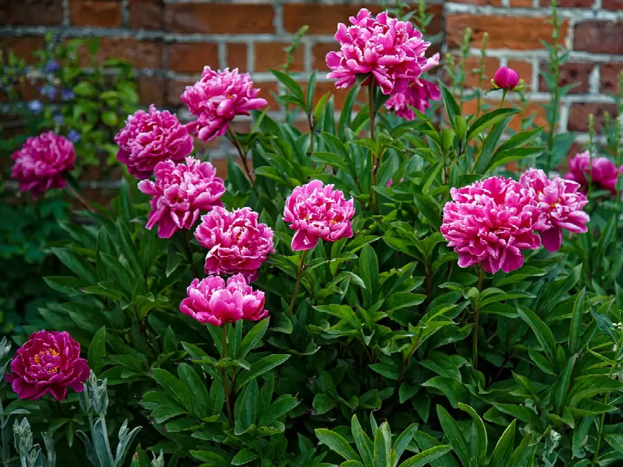 A real deep pink garden peony (Paeonia lactiflora) in bloom
