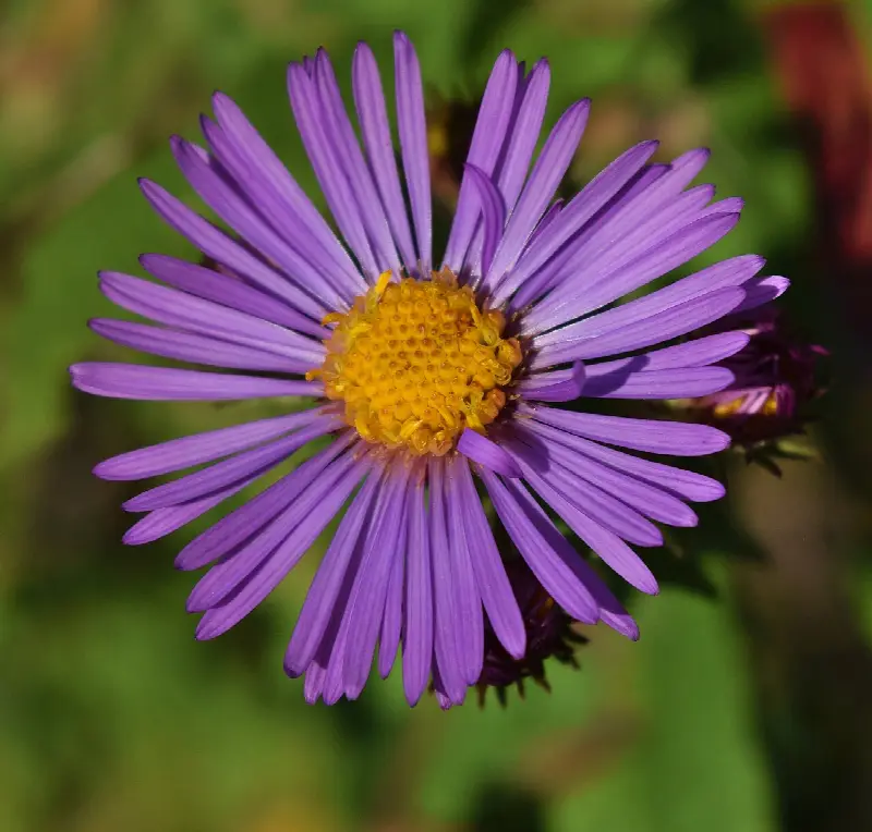 September birth flower: aster