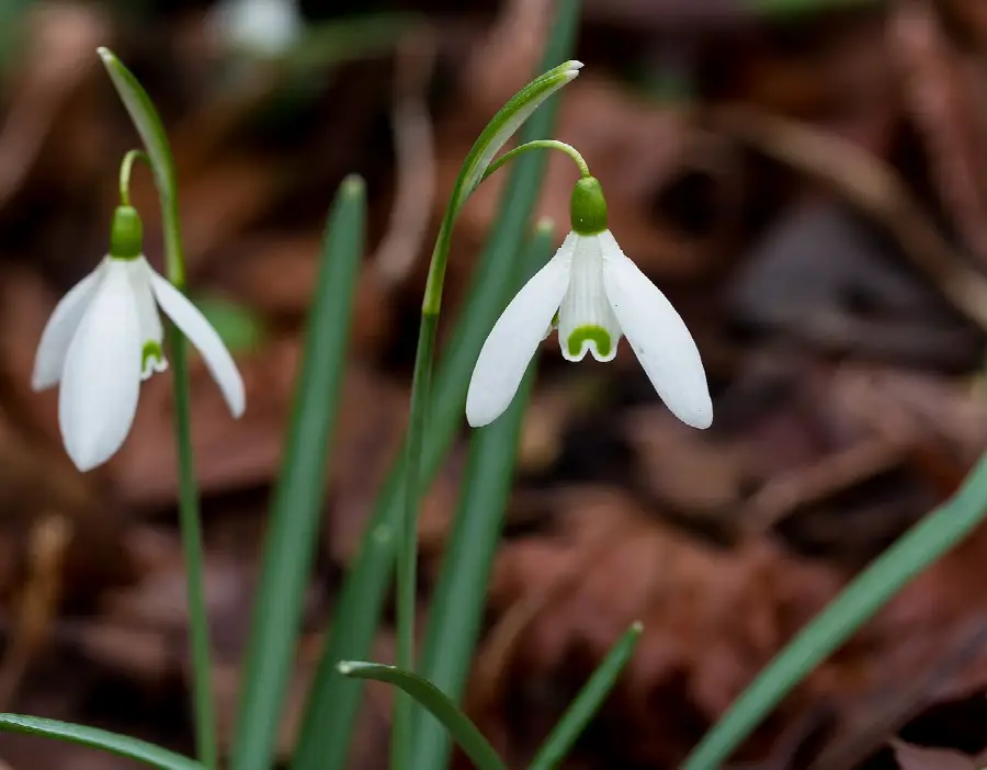Real common snowdrops (Galanthus nivalis) showing the green mark on the inner petals
