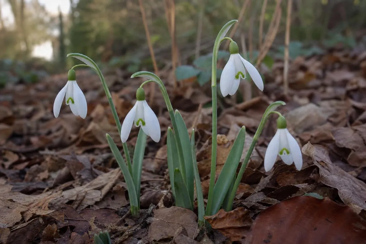 A clump of snowdrops flowering through fallen leaves in late winter (AI-generated image)